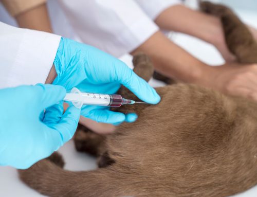 Does My Senior Pet Really Need Bloodwork if They Seem Fine?