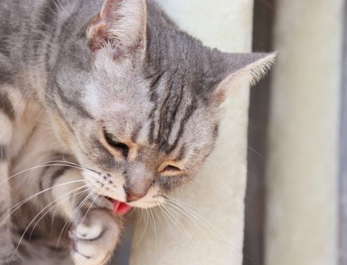 When Is Your Dog or Cat’s Vomiting More Than an Occasional Upset?