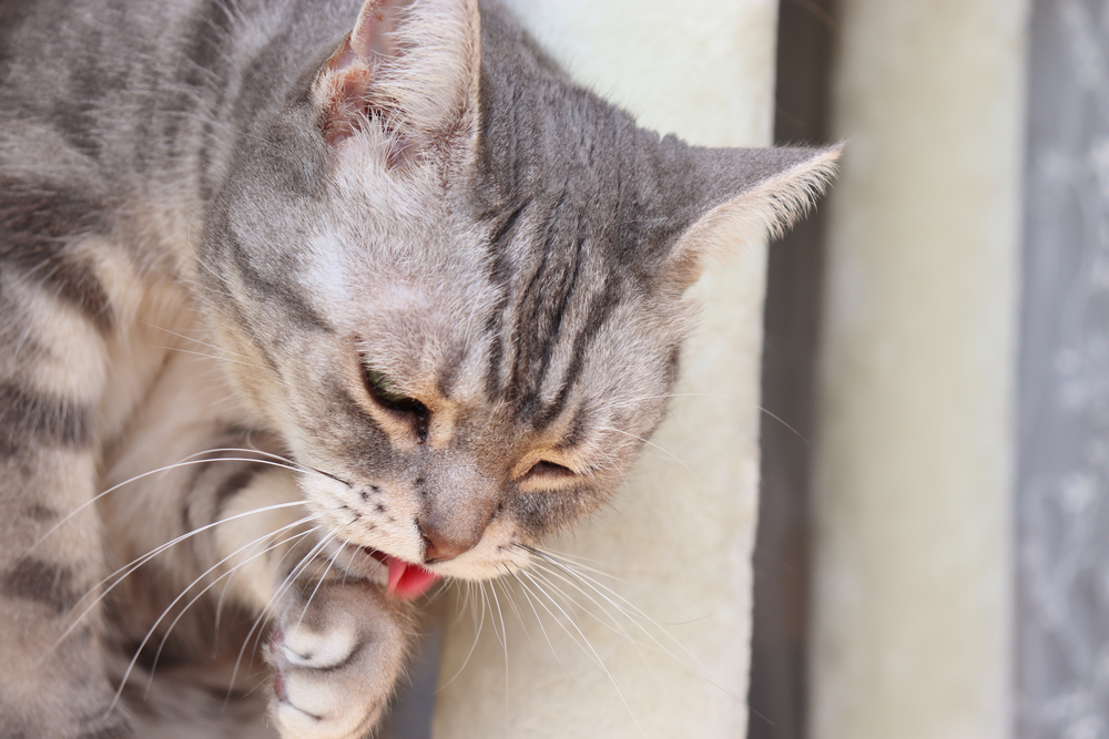 Cat showing signs of vomiting, which may indicate digestive upset, dietary issues, or an underlying health condition requiring veterinary attention.