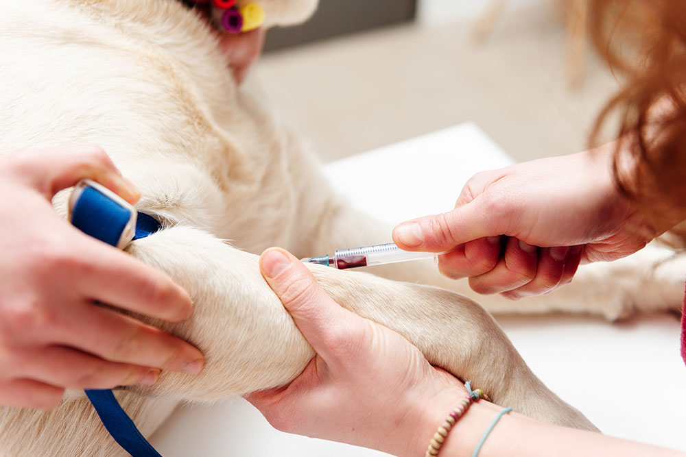 A close-up shot of a light-colored dog having blood drawn from its front leg, with one person holding a blue tourniquet around the upper leg while a veterinary professional inserts a syringe to collect a blood sample.
