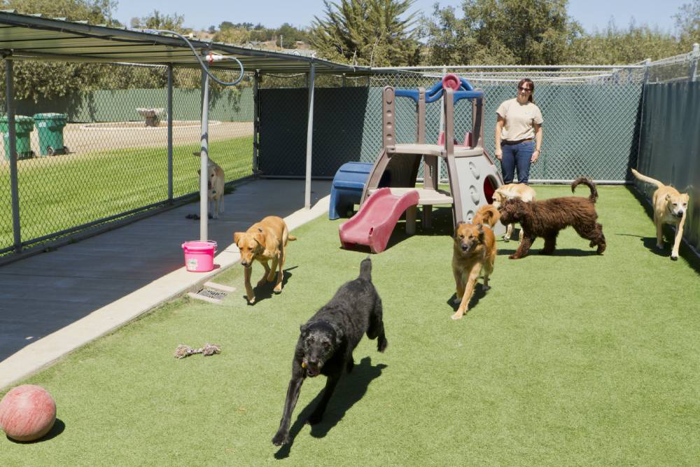 Veterinary staff providing dog care at veterinary hospital.