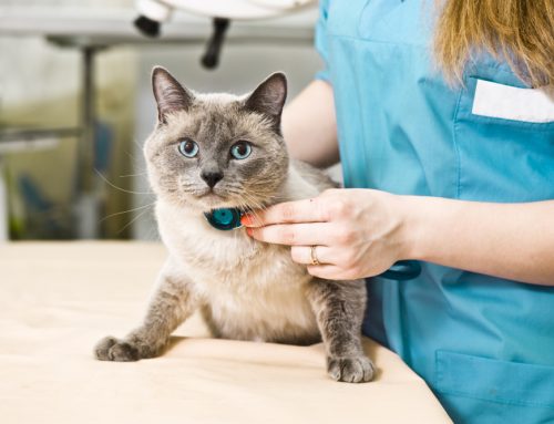 Cardiac Medications for Pets: Understanding Pimobendan, Diuretics, and ACE Inhibitors