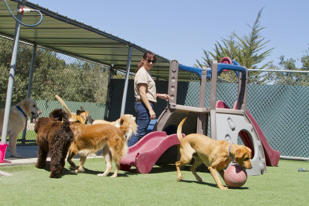 Female kennel staff supervising several large dogs playing.