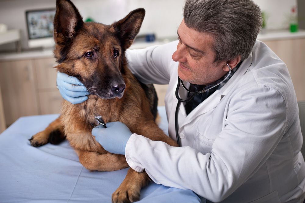 Veterinarian providing preventive healthcare for dog