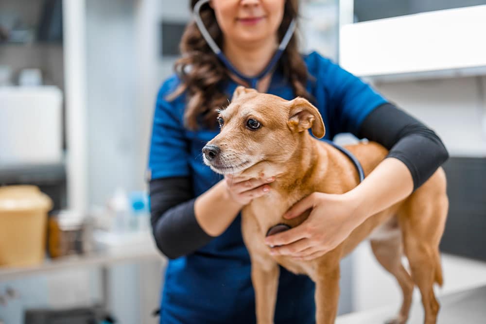 Veterinarian checking brown dog’s health during clinic visit