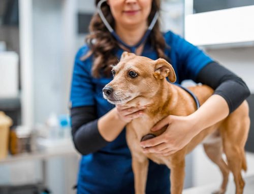 Why Are My Pet’s Lymph Nodes Enlarged and Is It Serious?