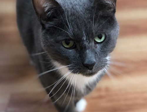 Why you should own a cat