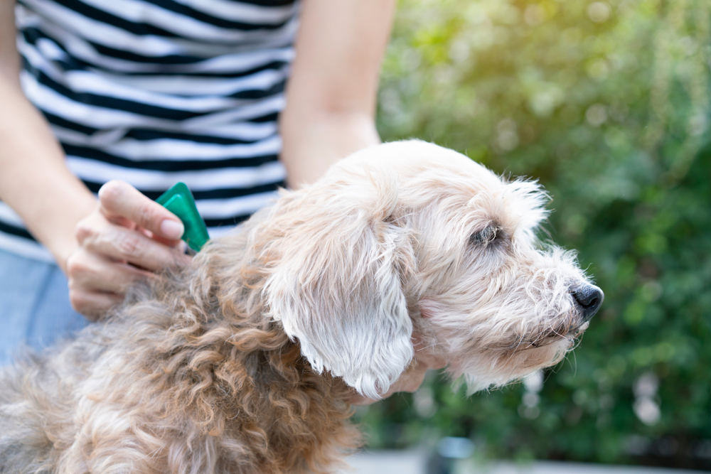 Woman applying flea and tick prevention to a dog