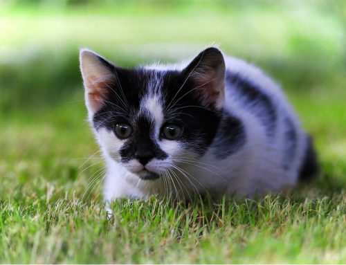 Puppy and Kitten Series Vaccines