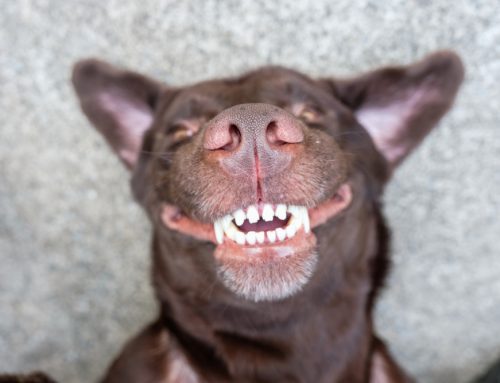 A Pet Owner’s Guide to Dental Health Essentials