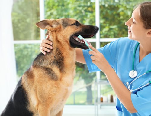 How to Brush Your Pet’s Teeth