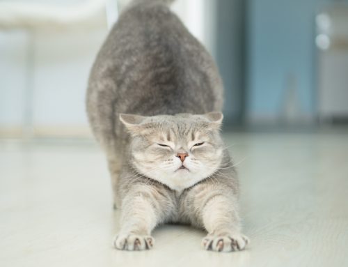 Owner Guide to Feline Arthritis