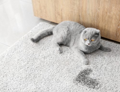 Puddles of Problems—Feline Inappropriate Urination