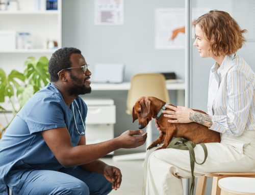 How In-House Diagnostics Can Benefit Your Pet