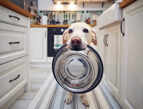 Changes in Your Pet You Shouldn’t Ignore