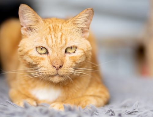 The Truth About Chronic Kidney Disease in Pets