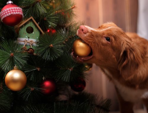 8 Holiday Traditions That Pose Hazards to Your Pet