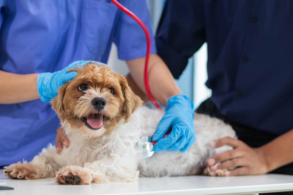 Veterinarian using a stethoscope to examine a dog during a routine health check and assess overall wellness.