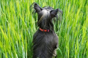 Dog in the grain green grain field