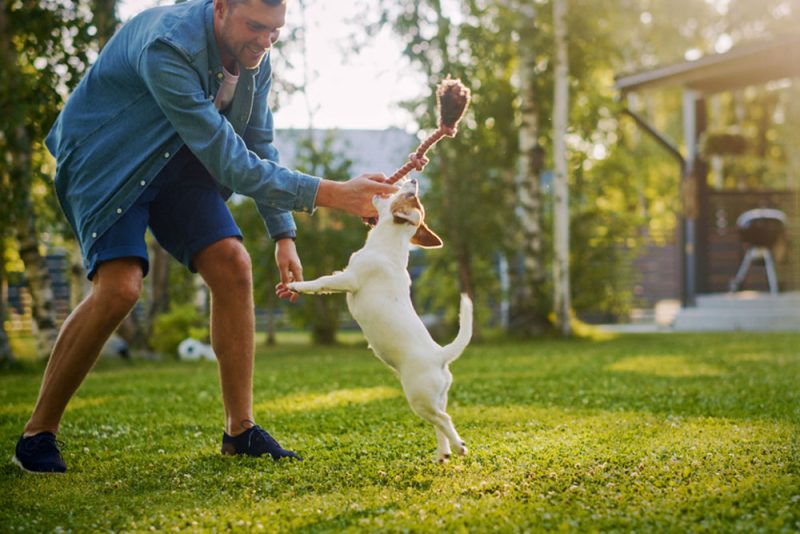 5 Ways to Boost Your Pet’s Physical Fitness - Twin Maples Veterinary ...