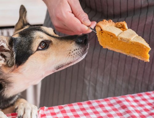 A Simple Equation For Thanksgiving Pet Safety