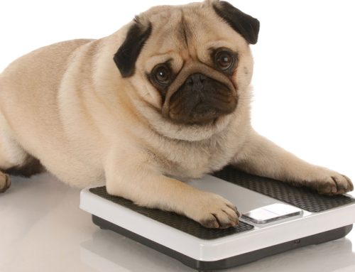 7 Tips to Prevent Pet Obesity