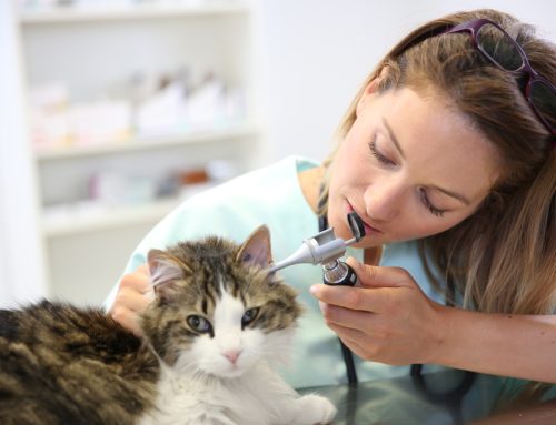 Did You Know? Pets’ Allergies Explained