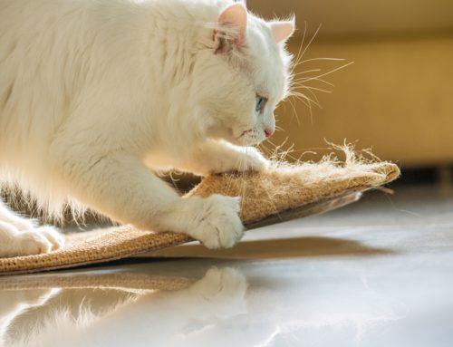 Why is My Cat Doing That? Normal Feline Behaviors, Explained