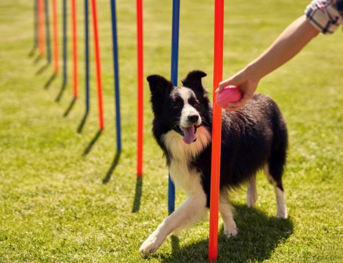 5 Ways Training Can Transform Your Dog’s Life