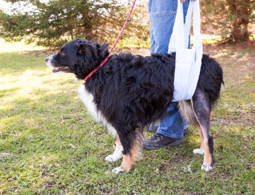 A Dog Owner’s Guide to Cranial Cruciate Ligament Disease