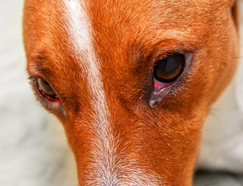 Keeping an Eye on Common Pet Eye Diseases