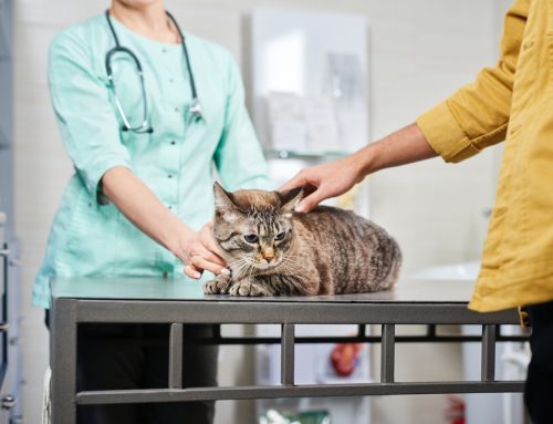 A Pet Emergency Versus Urgent Care