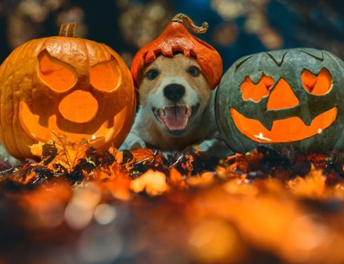 Happy Howl-o-ween! Pet Safety Tips for a Spook-tacular Holiday