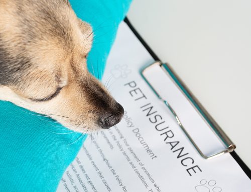 Exploring the Importance of Pet Health Insurance: A Guide for Responsible Pet Owners