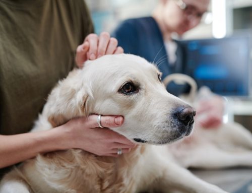 Spot the Signs: How to Protect Your Pet from Cancer with Expert Tips from Twin Maples