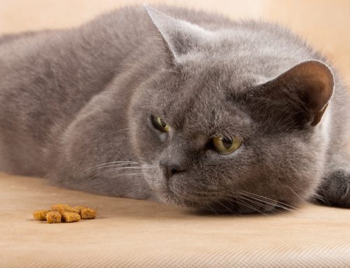 Understanding Feline Pancreatitis: Symptoms and Care