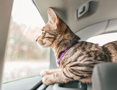 Diseases Your Pet Could Pick Up While Traveling
