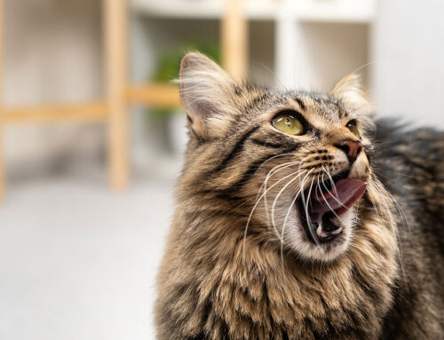 Dental Home Care That Works: Brushes, Wipes, and Gels