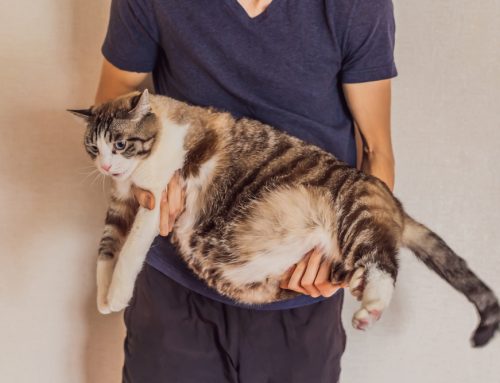 Body Condition Score: How to Score and Why It Matters