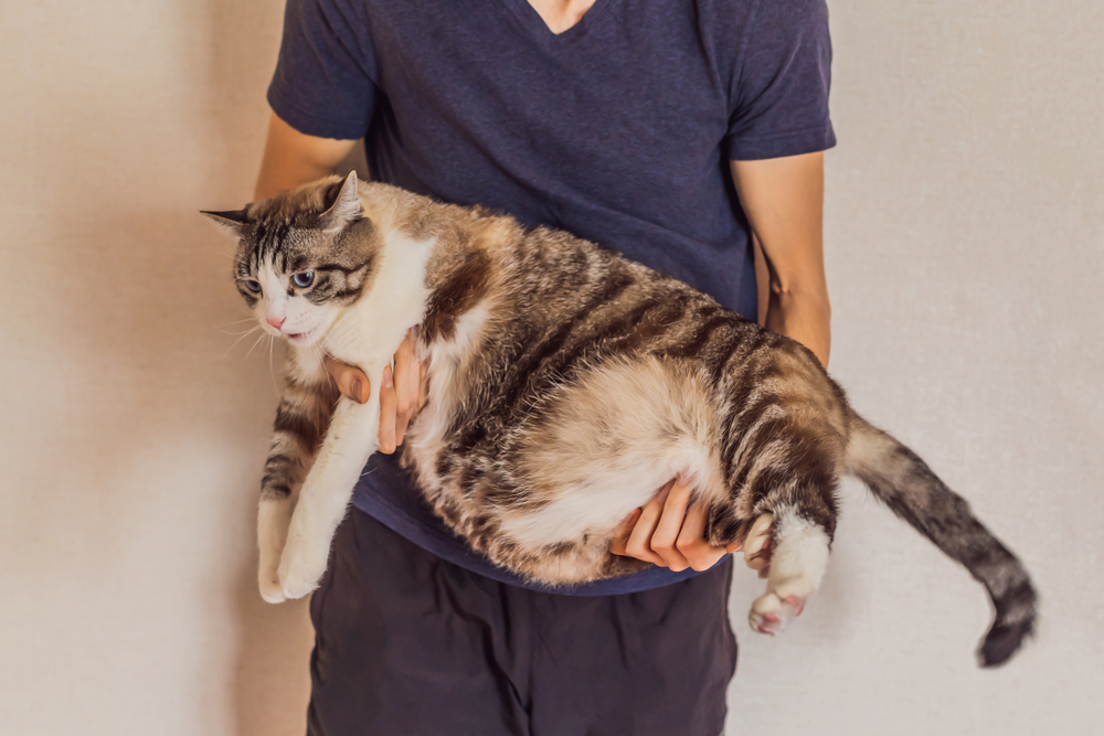 A person in a blue t-shirt holding a large, overweight tabby cat with white markings across their arms.