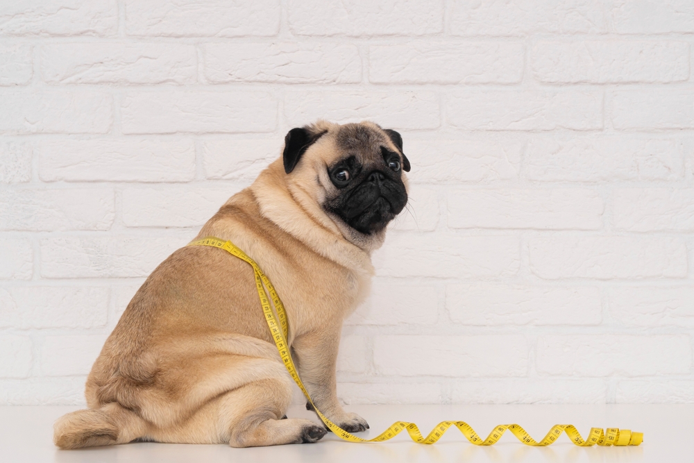 An overweight pug sitting in front of a white brick wall with a yellow measuring tape wrapped around its waist.