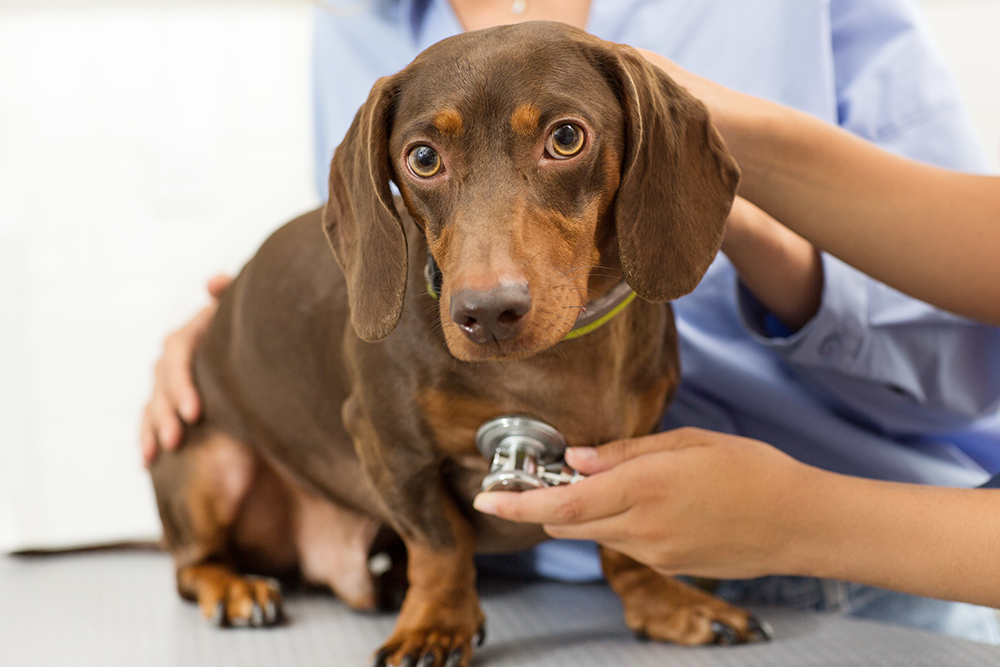 Veterinarian examining a dachshund during a clinic visit, highlighting diagnosis and treatment steps for conditions that may require procedures like foreign body removal surgery.