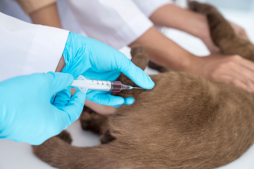 A close-up shot of a brown cat lying down on an examination table while being safely restrained, as a veterinarian wearing blue disposable gloves draws a blood sample from its hind leg using a medical syringe.
