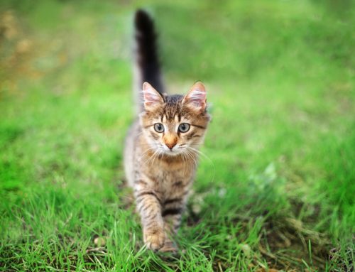 Can My Family Catch Worms From a New Puppy or Kitten?