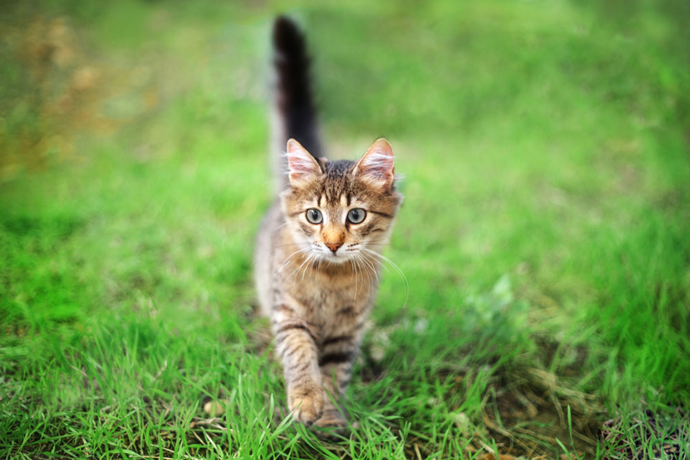 A small tabby kitten with brown and black striped fur, large eyes, and upright ears walking on green grass, captured in motion with a blurred background.